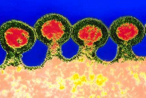 Đã tìm ra cách loại bỏ hoàn toàn virus HIV khỏi tế bào người