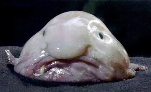 Blobfish, hay "cá mặt buồn" được bình chọn là sinh vật xấu xí nhất hành tinh.