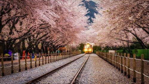 Đường tàu hỏa ở thành phố Jinhae, Hàn Quốc.