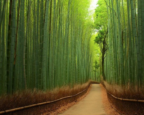Con đường trong rừng Tre ở thành phố Tokyo, Nhật Bản.