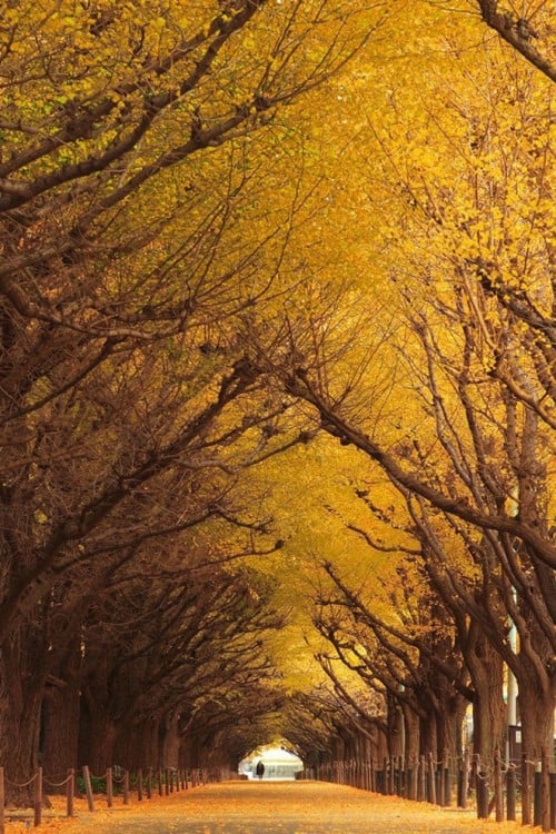 Con đường cây Bạch Quả (Ginkgo) ở Nhật Bản vào mùa Thu.