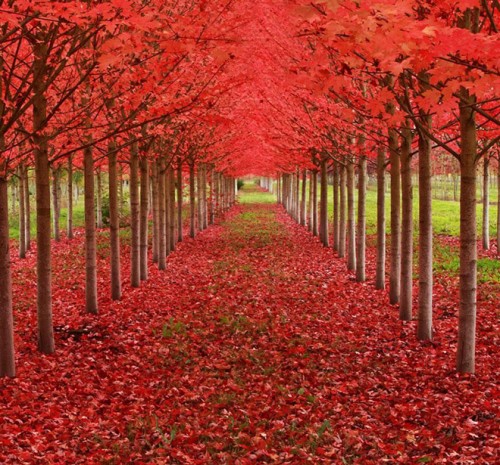 Con đường được nhuộm sắc đỏ bởi lá cây Phong (Maple).