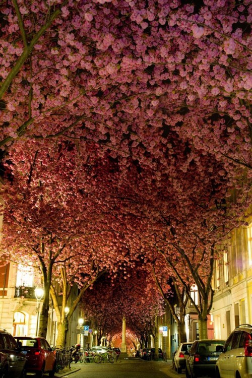 Con đường hoa ở thành phố Bonn, Đức.
