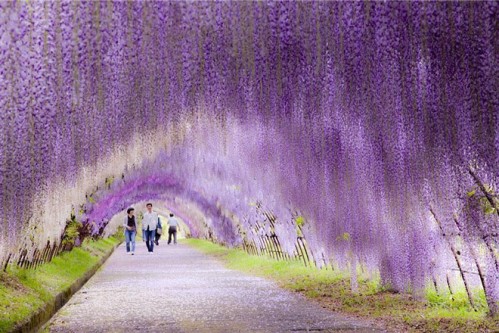Đường hoa Wisteria trong Công viên hoa Ashikaga, Nhật Bản.