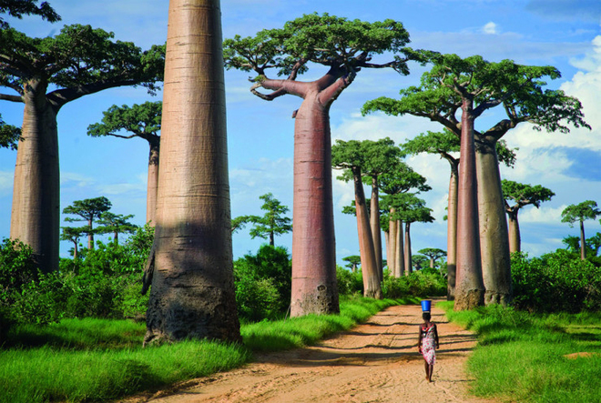 Con đường cây baobab tuyệt đẹp ở Menabe dành cho những người hâm mộ bộ phim "Madagascar".