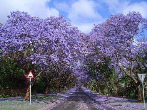 Con đường Jacaranda (Phượng tím) ở Nam Phi.