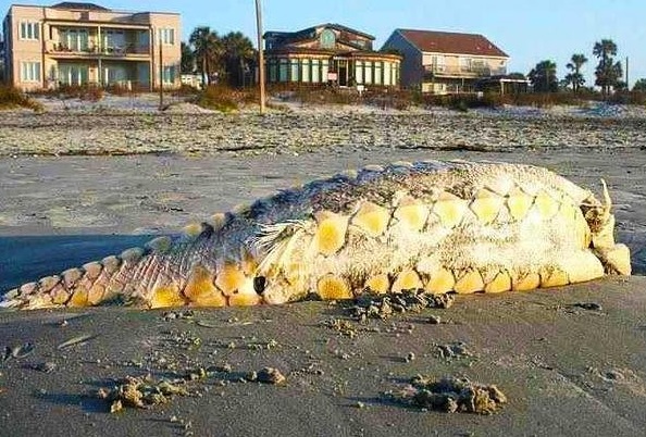 "Khủng long biển" ở Folly.Sinh vật có chiều dài ít nhất 3 mét với hàng vảy cứng như xương khủng long ở hai bên hông.