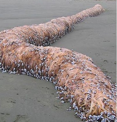Quái vật hàu biển ở biển Cornwall nước Anh thực ra là một thân cây mục nát bọc bởi hàng ngàn con hàu và rong biển xung quanh.