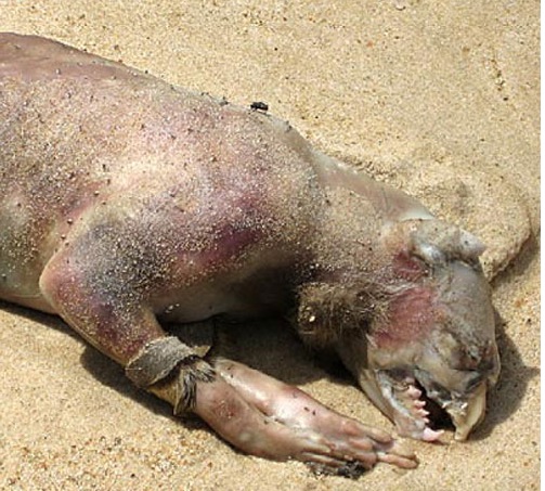 Quái vật Montauk. Sinh vật trần trụi này nằm chết ở khu vực Montauk, ven biển Long Island, Mỹ.