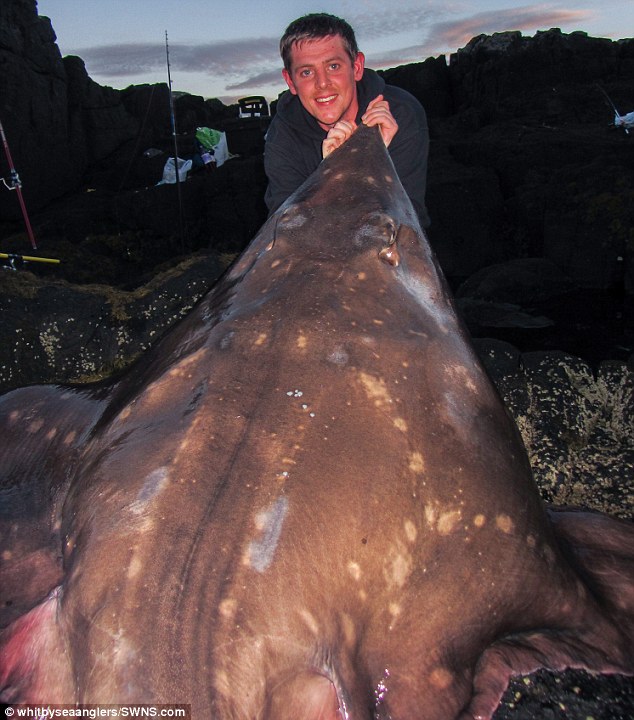 Con "quái vật" cá đuối khổng lồ có cân nặng gần trăm kilogram tại bờ biển đảo Skye. Nó có chiều dài 2,24m và chiều ngang 1,69m.