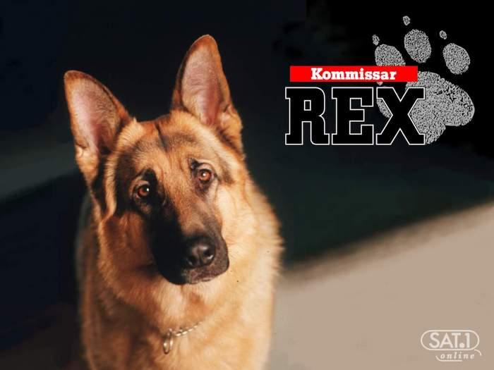 Chắc hẳn khi nói đến hình ảnh một chú chó thông minh luôn sát cánh cùng các cảnh sát đi truy bắt tội phạm, nhiều khán giả sẽ nghĩ ngay tới Rex – chú chó thám tử.