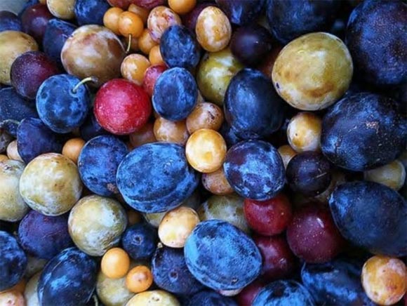 Cây sẽ ra tới 40 loại quả khác nhau như quả mơ, mận, đào, quả hạch, cherry, hạnh nhân...