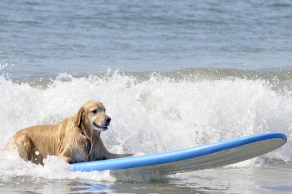 Những chú chó cưng cũng được dạy lướt sóng, đi dạo trên bãi biển...