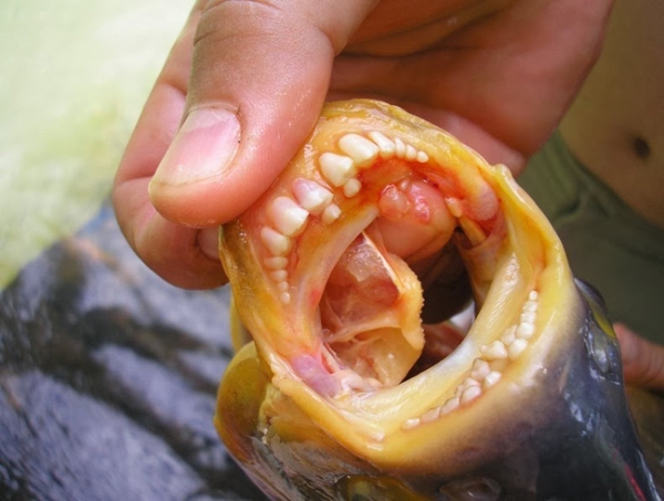 Một con cá trưởng thành có răng cửa nằm ở phía trước hàm, ba hàng răng ở hàm trên và hai hàng răng trong hàm dưới.