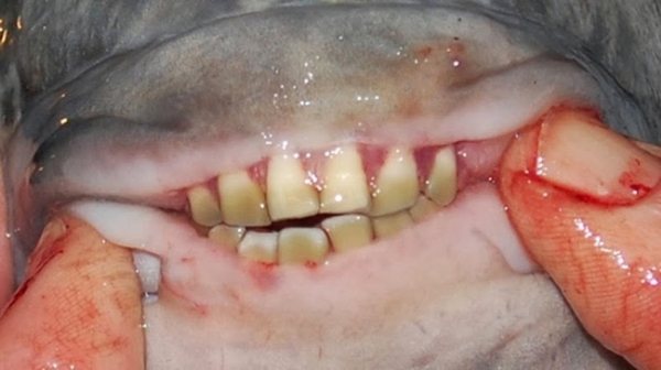 Răng của cá Pacu có dạng khối, thẳng và cấu trúc tương tự như răng con người.