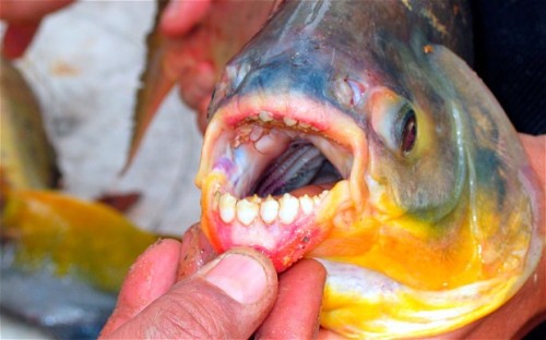 Vết cắn của cá gây chảy máu nghiêm trọng và dẫn đến chết người.