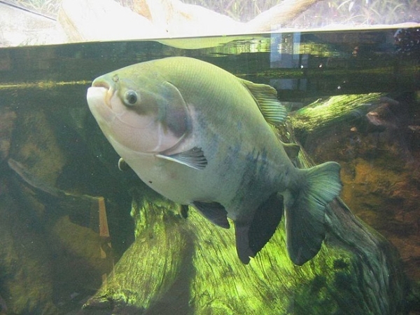 Cá Pacu được sở hữu hợp pháp tại Mỹ. Chúng có thể được mua tại các cửa hàng cá cảnh và rất dễ nuôi.