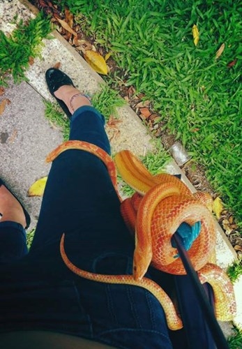 Cô gái trẻ yêu và cưng nựng những chú rắn, trăn đến mức đi đâu cũng mang theo.