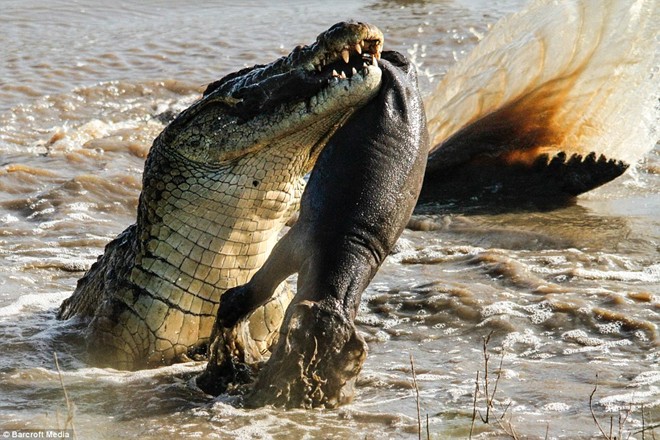 Với chiều dài khoảng 4m và kích thước cơ thể lớn gấp nhiều lần so với hà mã, cá sấu bắt đầu màn "tung hứng" con mồi trên mặt nước.
