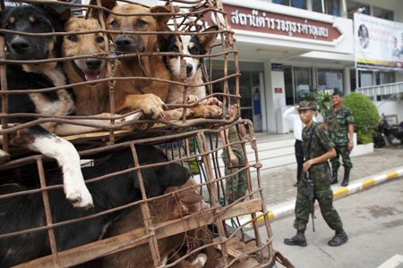 Thì chó vẫn được buôn bán để giết thịt tại các nước Đông Nam Á.