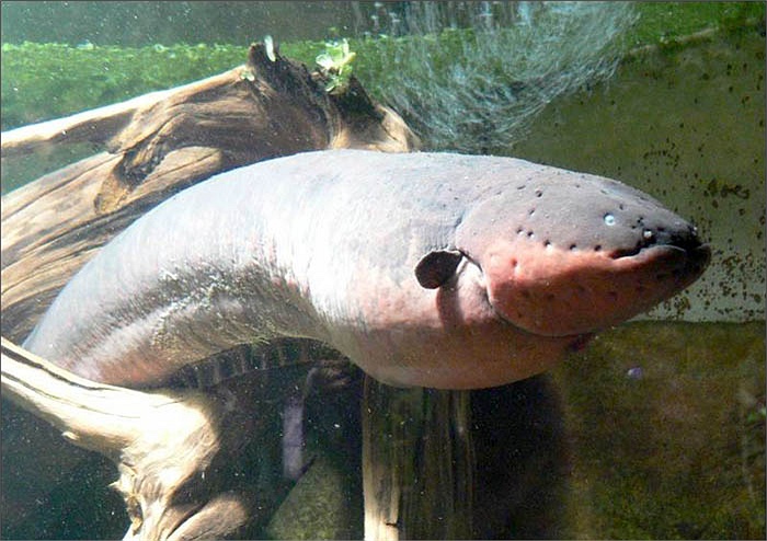 Cơ quan phát điện chính của cá nằm ở phần thân, điện ở đuôi tạo ra yếu hơn và giữ vai trò định vị, định hướng bơi của cá.