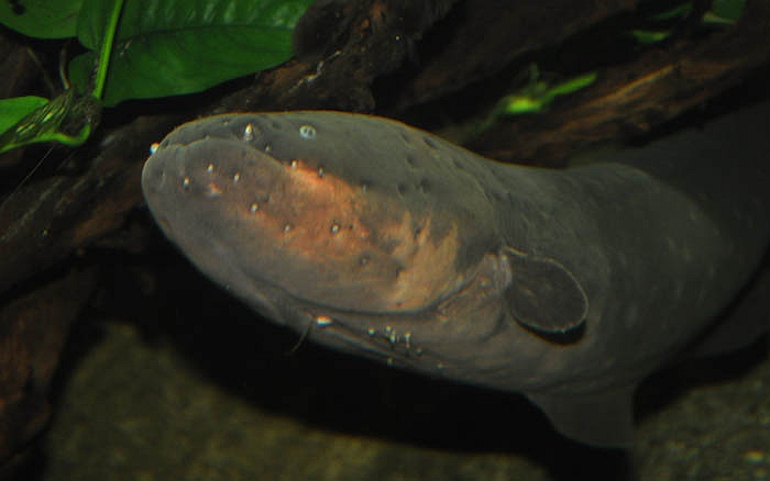 Lươn điện sống ở vùng sông Amazon (Nam Mỹ), tại những nơi có ít khí ôxy.