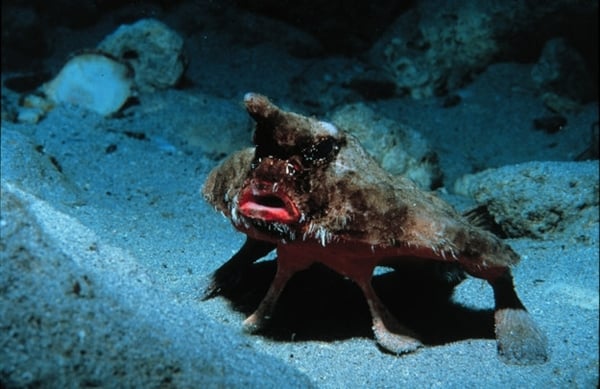 Cá dơi môi đỏ có vây đóng vai trò là đôi chân để di chuyển.