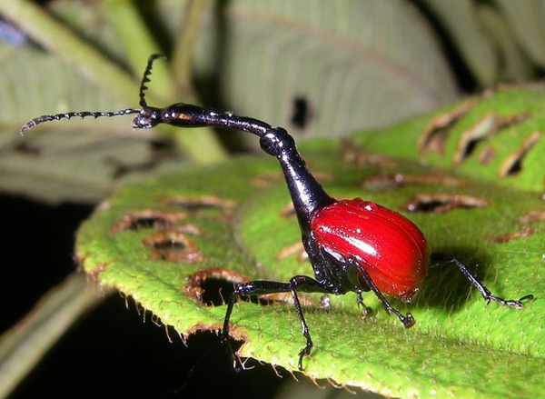 Với cái cổ có khớp nối dài, bọ hươu cao cổ trông giống như một sản phẩm tưởng tượng của các họa sĩ siêu thực.