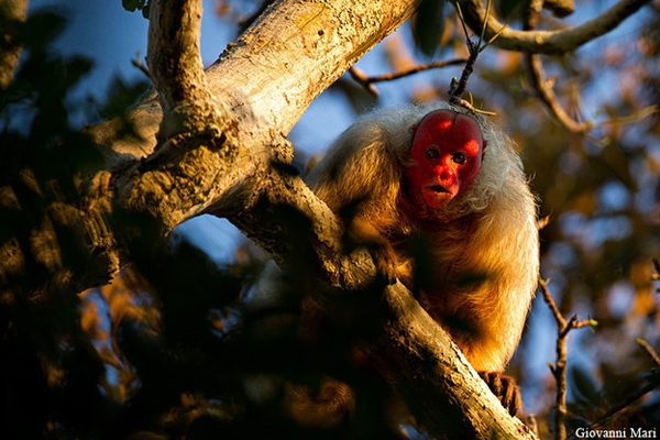 Khỉ Uakari mặt đỏ có đặc trưng là đuôi ngắn, mặt đỏ, đầu hói và lông dài.