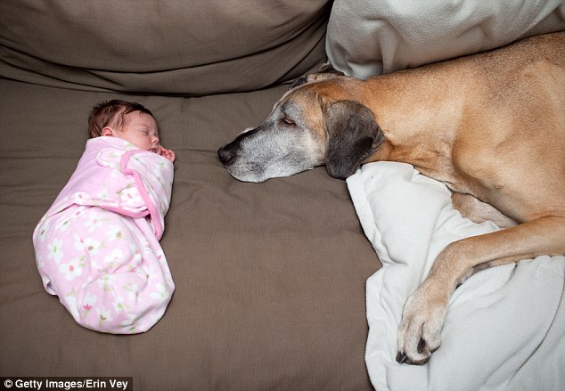 Chú chó khổng lồ ngủ cạnh ém bé sơ sinh để đảm bảo bé được an toàn.