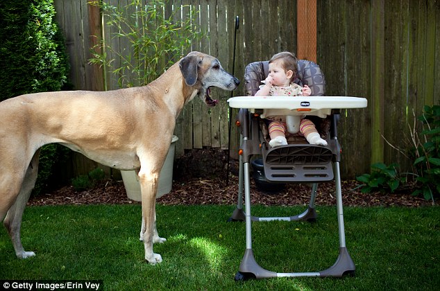 Chó có thể là người thầy lớn đối với trẻ sơ sinh đặc biệt trong bữa ăn.