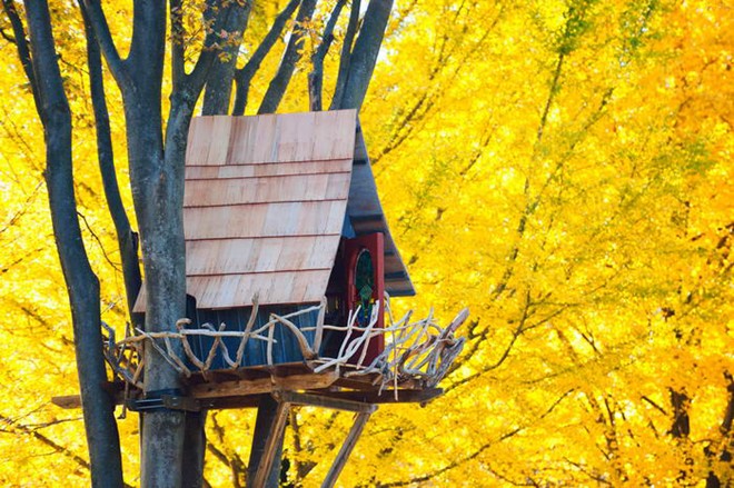 Nằm ở Tokyo, Nhật Bản, ngôi nhà trên cây nhỏ bé này được bao quanh bởi hàng cây với những tán lá vàng tuyệt đẹp.
