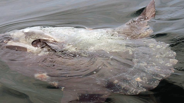 "Cá quái thú" được phát hiện tại vùng biển California (Mỹ).