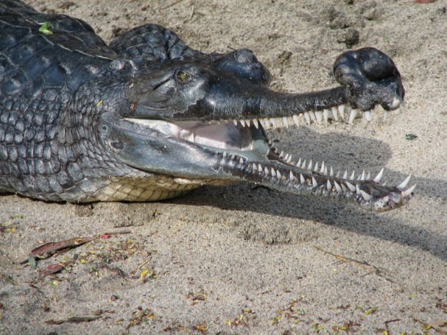 Cá sấu Ấn Độ là một trong những loài cá sấu dài nhất hiện nay. Với chiếc mõm mảnh dẻ, chúng chỉ ăn cá và không dám bén mảng đến những con mồi lớn hơn như những loài cá sấu khác.