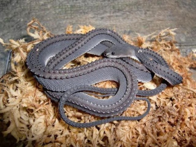 Rắn rồng một trong những loài rắn quý hiếm và nguy hiểm nhất thế giới. Nó có lớp vảy gây liên tưởng tới những con rồng trong truyền thuyết.