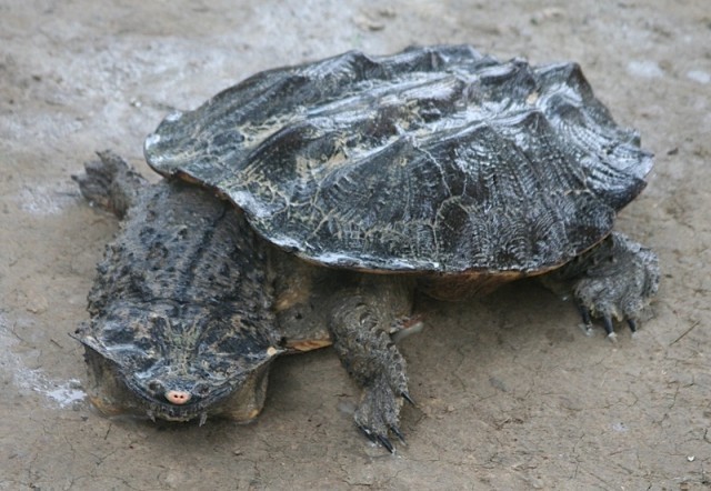 Rùa gai Mata có cơ thể xấu xí đột biến, được coi là kinh dị nhất hành tinh.
