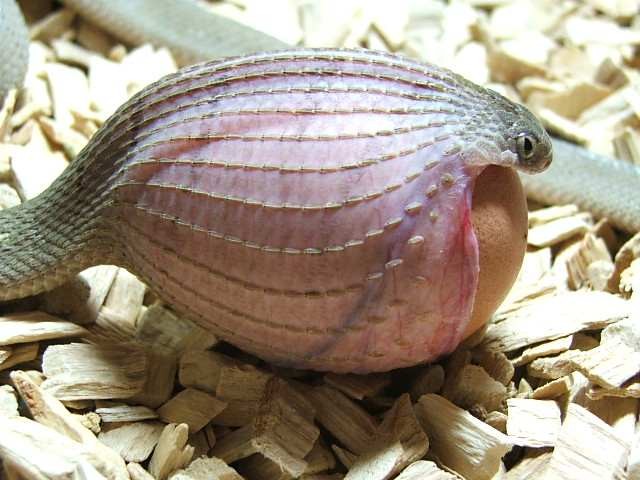 Rắn ăn trứng châu Phi (Dasypeltis) sống phụ thuộc hoàn toàn vào thức ăn là trứng, là loài rắn không có nọc độc (do chúng không có răng nanh).