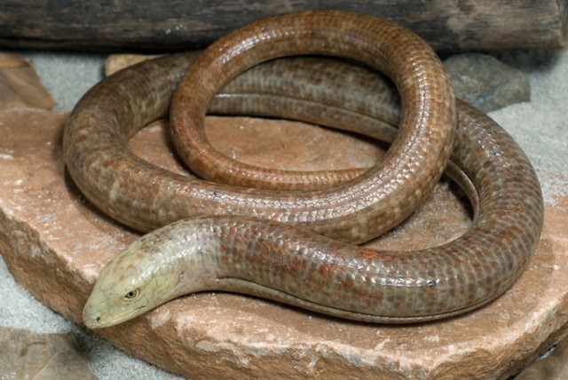 Thằn lằn không chân châu Âu có ngoại hình như một con rắn, có chiều dài đáng kinh ngạc lên đến 1,2m, có sức mạnh và kỹ năng hạ gục con mồi trong thời gian ngắn.