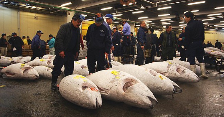 Các du khách muốn tham dự phiên đấu giá phải xin trung tâm Osakana Fukyu (Trung tâm thông tin cá) ở cổng Kachidoki, bắt đầu từ 5 giờ sáng.