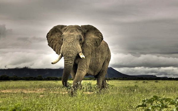 Voi bụi rậm châu Phi là động vật sống trên mặt đất lớn nhất thế giới, voi đực dài 6 – 7,5 m, chiều cao từ vai là 3,3 m, và nặng 6 tấn. Voi cái khá nhỏ, khoảng 5,4 – 6,9 m chiều dài, 2,7 m chiều cao từ vai, và nặng 3 tấn.