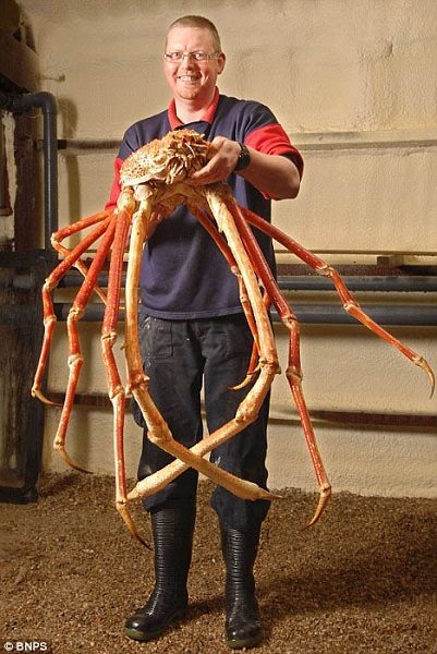Cua nhện Nhật Bản là động vật chân đốt lớn nhất trên thế giới Nó có sải chân dài lớn nhất trong các loài động vật chân đốt, đạt đến 3,8 m và trọng lượng lên tới 19 kg.