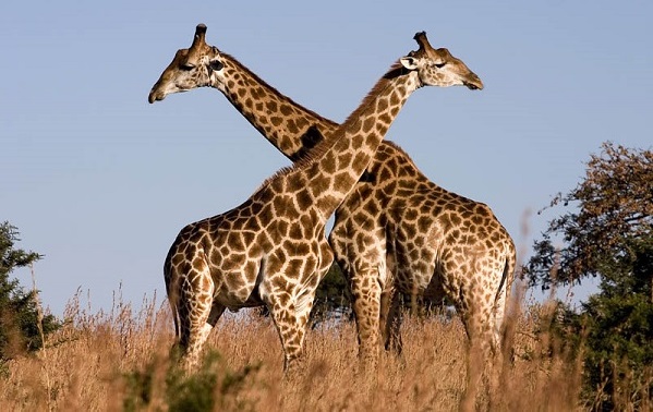 Hươu cao cổ là động vật móng guốc có vú ở châu Phi và là động vật sống trên cạn cao nhất trên thế giới. Nó đứng cao 5 – 6 m và có trọng lượng trung bình 1.600 kg đối với con đực và 830 kg đối với con cái.