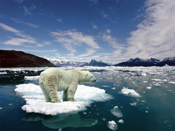 Các động vật ăn thịt sống trên đất lớn nhất là Gấu trắng Bắc cực, gấu Kodiak.Trọng lượng gấu bắc cực và nâu nặng nhất được ghi nhận lần lượt là 1.003 kg và 1.135 kg.