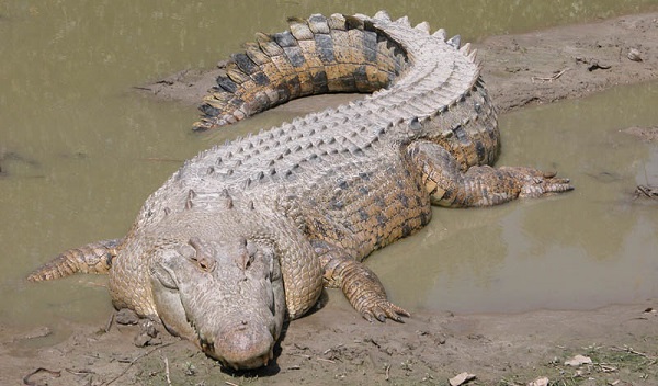 Các cá sấu nước mặn là loài bò sát lớn nhất.Trọng lượng một con cá sấu nước mặn đực trưởng thành là 409 đến 1.000 kg và chiều dài bình thường là 4,1 – 5,5 m.