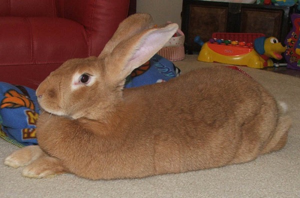 Loài thỏ lớn nhất trên thế giớiFlemish Giant là giống thỏ thuần dưỡng, có nguồn gốc từ vùng Flemish. Nó được nuôi sớm nhất là vào thế kỷ 16 xung quanh thành phố Ghent, Bỉ. Loài thỏ này có thể nặng tới 12,7 kg.