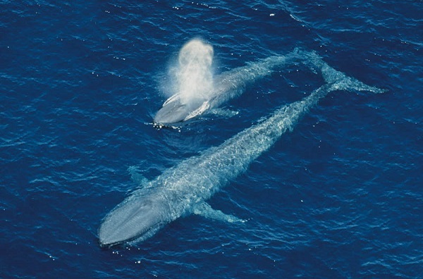 Cá voi xanh là loài động vật có vú sống ở biển thuộc phân bộ của cá voi tấm sừng. Với chiều dài khoảng 25 – 27 m (con cá voi xanh dài nhất được biết đến hiện nay dài 33,5m) và trọng lượng khoảng 210 tấn hoặc có thể hơn, cá voi xanh là loài động vật lớn nhất được biết đã từng tồn tại.