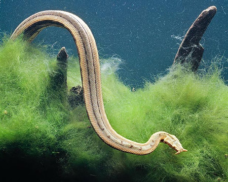 Rắn râu là một loài rắn bản địa Đông Nam Á, trong họ Colubridae.