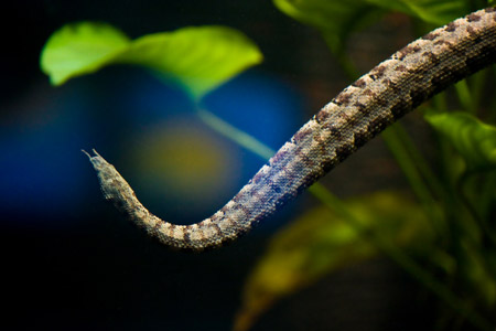 Do hình thù lạ mắt, rắn râu đã được đưa đến nhiều quốc gia trên thế giới để làm sinh vật cảnh