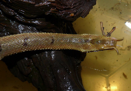 Con vật thuộc họ rắn nước này có một đặc điểm kỳ dị: từ đầu mũi chúng mọc ra hai xúc tu trông như hai sợ râu.