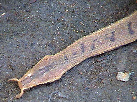 Loài rắn này cũng được tìm thấy ở Campuchia, Thái Lan và Malaysia.